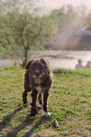 Harley ist ein Hund mit besonderen Bedürfnissen, der ein Zuhause sucht. Bild 2