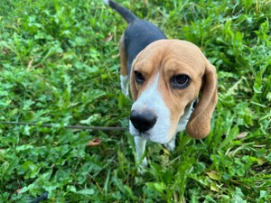 Liebevolle Hundebetreuung für kleine Beagledame im Unterland gesucht