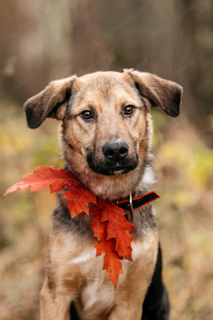 Junger und freundlicher Hund Gor sucht eine Familie