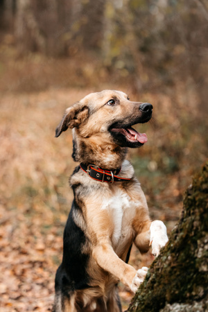 Junger und freundlicher Hund Gor sucht eine Familie Bild 5