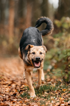 Junger und freundlicher Hund Gor sucht eine Familie Bild 4