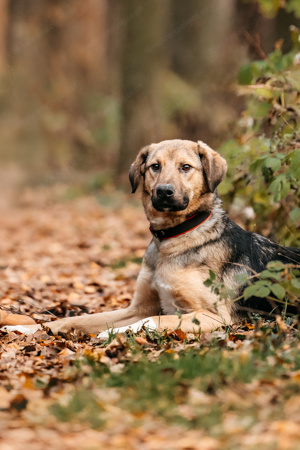 Junger und freundlicher Hund Gor sucht eine Familie Bild 2