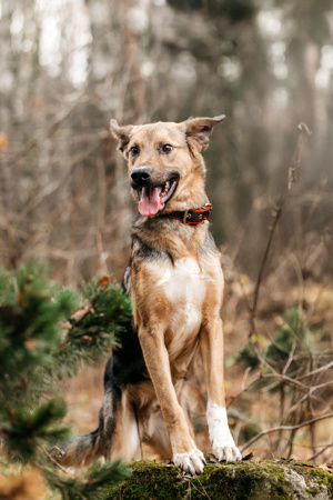 Junger und freundlicher Hund Gor sucht eine Familie Bild 7