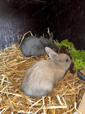 Zwergkaninchen Babys Bild 3