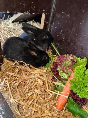 Zwergkaninchen Babys