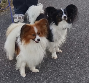 Wurf Ankündigung Papillon Welpen 