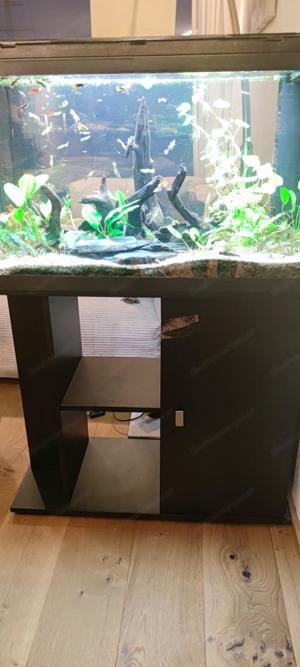 Aquarium 120 Liter Bild 2