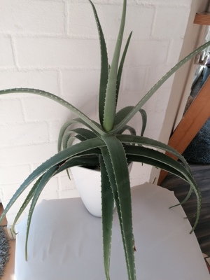 Echte Heilpflanze Aloe Vera Pflanze, gesund Bild 2