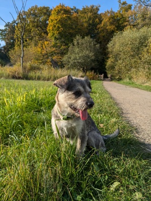 Liebevolle Betreuung für Rosie Bild 6