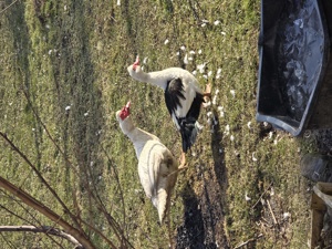 Enten zu verschenken 