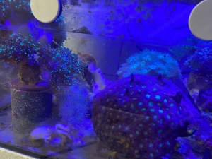 Korallen Meerwasser Aquarium  Bild 7