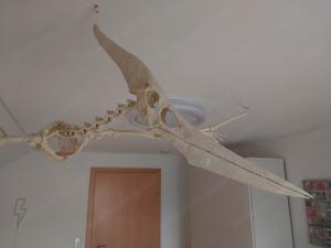 Dinosaurier Skelett mit 2 Meter Spannweite