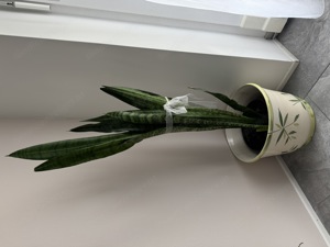 Zimmerpflanze Sansevieria  Bild 2