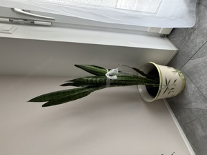 Zimmerpflanze Sansevieria 