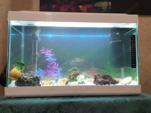 Aquarium  Bild 3