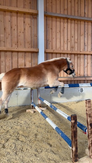 Pferd sucht Mensch - TOP Haflinger Bild 4