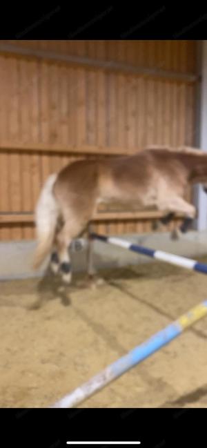 Pferd sucht Mensch - TOP Haflinger Bild 3