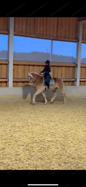 Pferd sucht Mensch - TOP Haflinger Bild 5