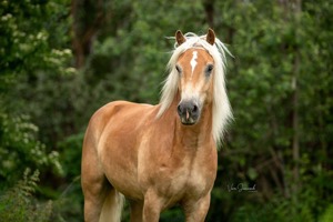 Pferd sucht Mensch - TOP Haflinger Bild 2