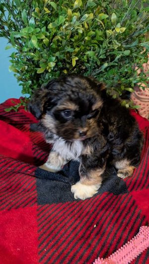 Shipo puppies forsale