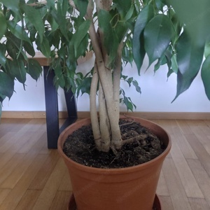 Ficus Benjamin Baum Zimmerpflanze Bild 3