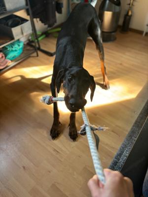 Dobermann sucht neues Zuhause  Bild 4