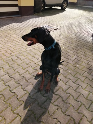 Dobermann sucht neues Zuhause  Bild 5