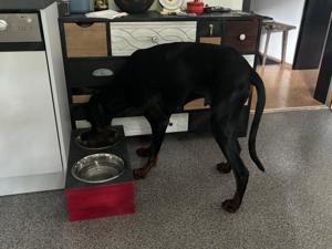 Dobermann sucht neues Zuhause  Bild 3