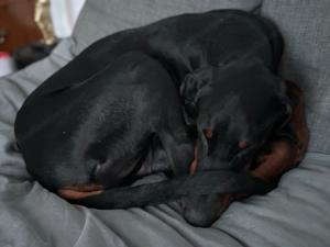 Dobermann sucht neues Zuhause  Bild 2