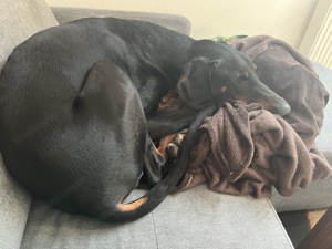 Dobermann sucht neues Zuhause  Bild 6