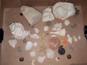 Muscheln, Seesterne, div. Korallen, Versteinerungen