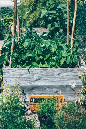 Schrebergarten Garten Kleingarten Grünfläche zu verpachten Bild 1