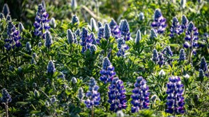 Schrebergarten Garten Kleingarten Grünfläche zu verpachten Bild 5