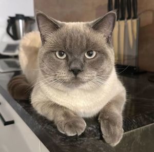 Louie (Deckkater BKH)