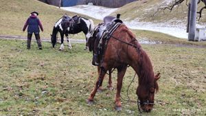 Verlässliche Freizeit-Wanderreiter Bild 10