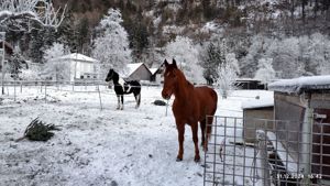 Verlässliche Freizeit-Wanderreiter Bild 7