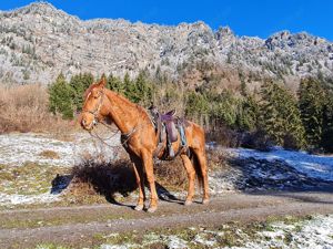 Verlässliche Freizeit-Wanderreiter Bild 11