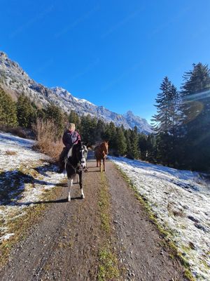 Verlässliche Freizeit-Wanderreiter Bild 12