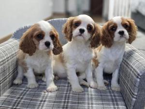 Süsse Cavalier King Charles Spaniel Welpen.