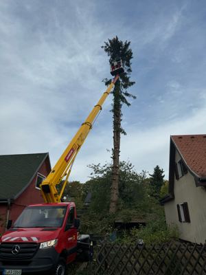 Baumfällung Heckenschnitte Rodung 