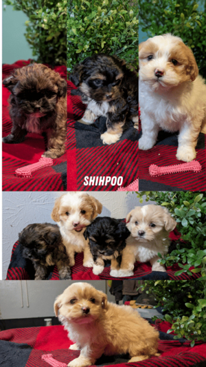 Shihpoo-Welpen