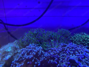 Meerwasser Aquarium Korallen Bild 3