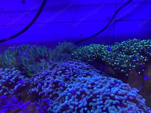 Meerwasser Aquarium Korallen Bild 4