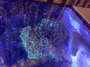 Meerwasser Aquarium Korallen Bild 6