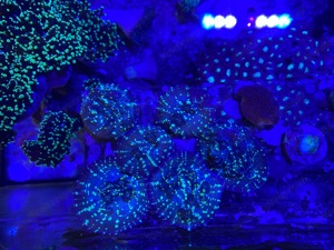 Meerwasser Aquarium Korallen Bild 5