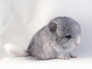 Suche 2 weibliche Baby Chincillas 