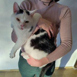 Kinderlieber, zutraulicher und verschmuster Kater sucht liebevolles neues Zuhause! 