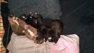 Amstaff Mix Aussi ....... Bild 1