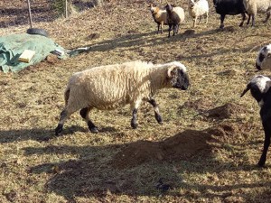 Walliser Schwarznasen Schaf 