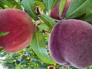 verkaufe Pfirsichbäume robuste Sorte Eigenzüchtung  Bild 3